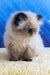 Nancy | persian kitten