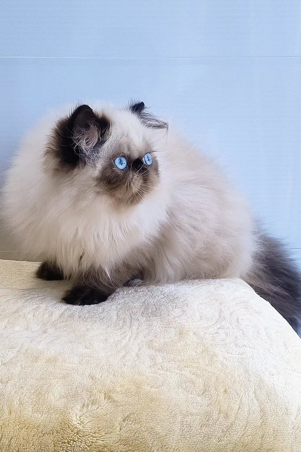 Nancy | persian kitten