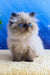 Nancy | persian kitten