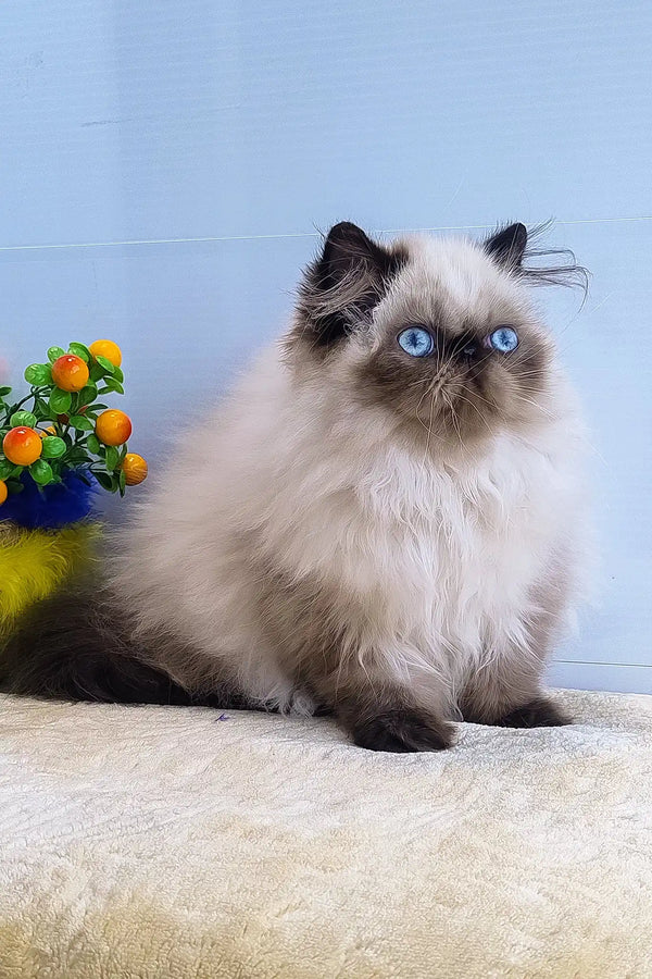 Nancy | persian kitten