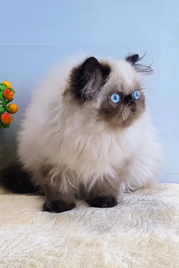 Nancy | persian kitten