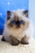 Nancy | persian kitten