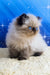 Nancy | persian kitten