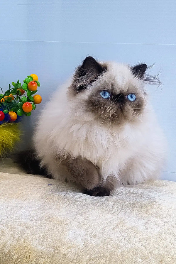 Nancy | persian kitten