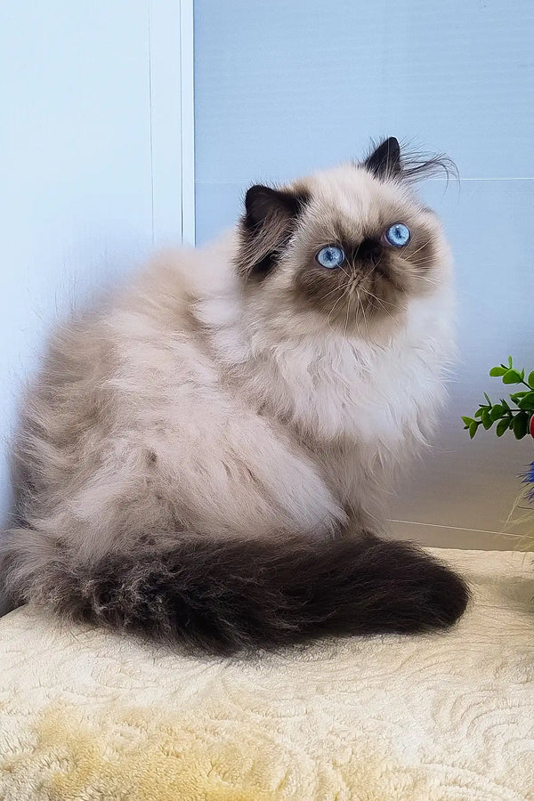 Nancy | persian kitten