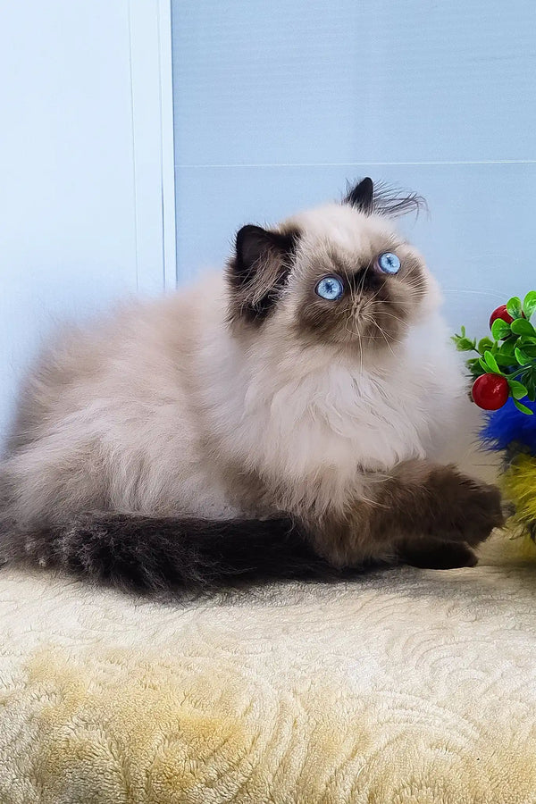 Nancy | persian kitten