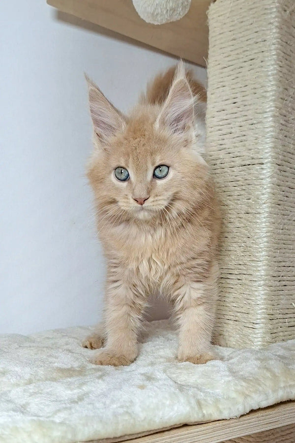 Fluffy Nando Maine Coon kitten with bright blue eyes, super adorable and playful