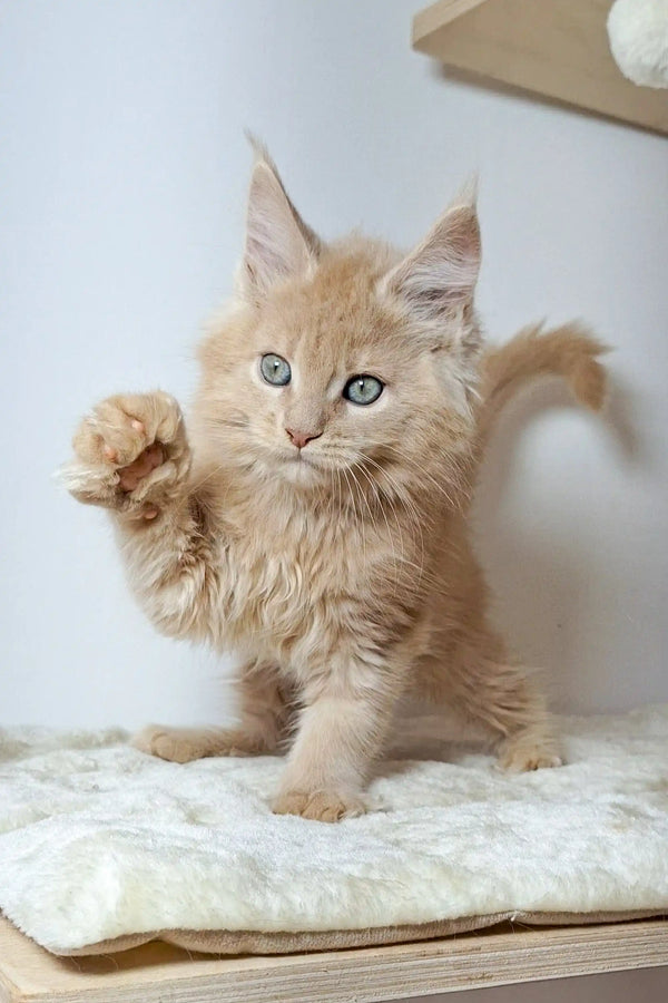 Fluffy beige Maine Coon kitten Nando playfully raising one paw