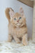 Fluffy cream-colored Nando Maine Coon kitten with bright blue eyes and pointed ears