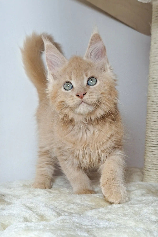 Fluffy cream-colored Nando Maine Coon kitten with bright blue eyes and pointed ears