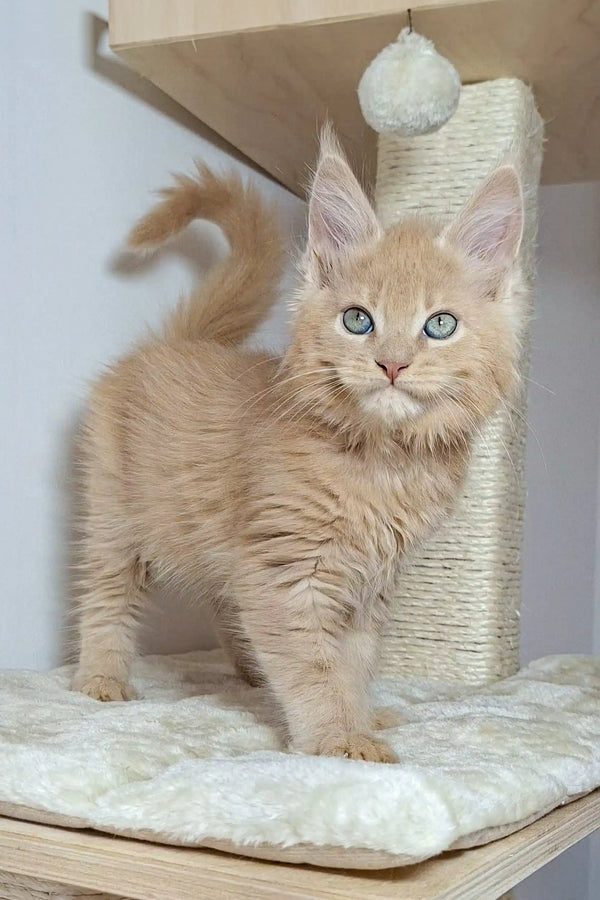 Fluffy beige Maine Coon kitten Nando with blue eyes by scratching post