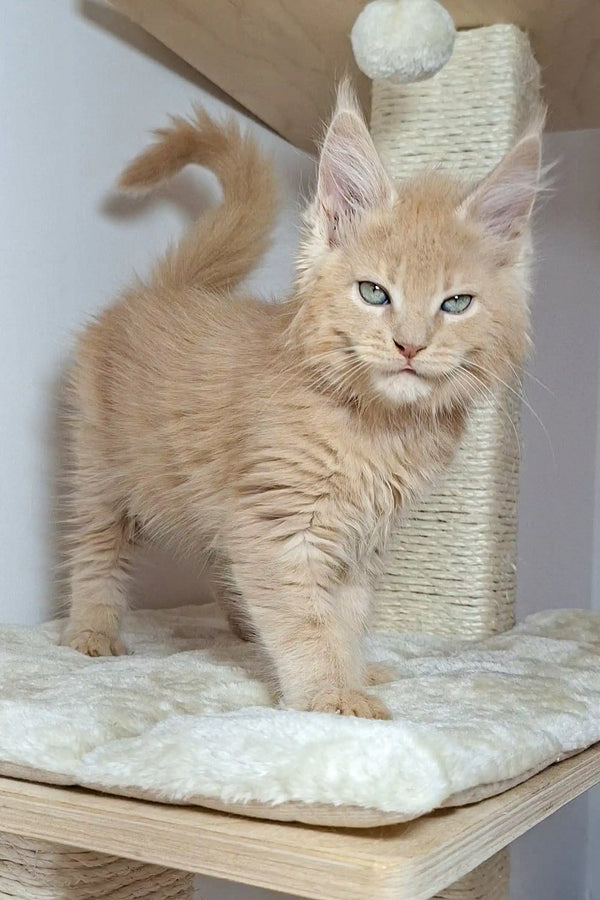 Cream-colored Maine Coon kitten Nando with fluffy fur by a scratching post