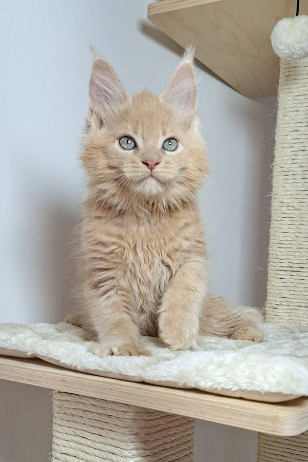 Fluffy cream Maine Coon kitten Nando with bright eyes and pointed ears