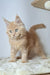Fluffy light orange Maine Coon kitten Nando with bright blue eyes