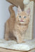 Fluffy Nando Maine Coon kitten with wide eyes by a scratching post