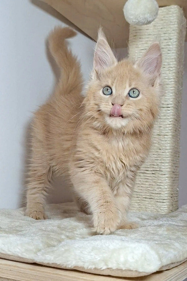 Fluffy Nando Maine Coon kitten with wide eyes by a scratching post