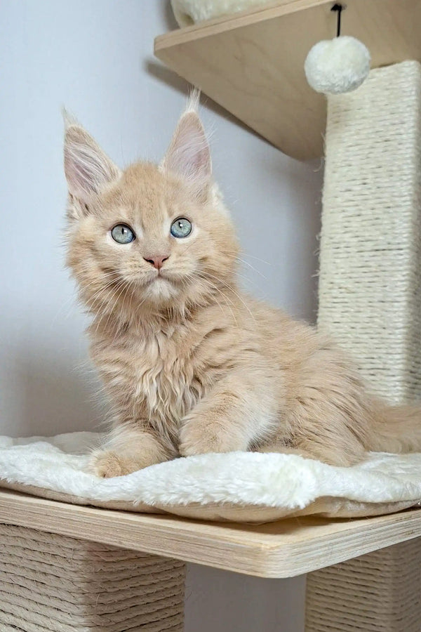 Fluffy cream Maine Coon kitten Nando with bright blue eyes on a cat tree platform