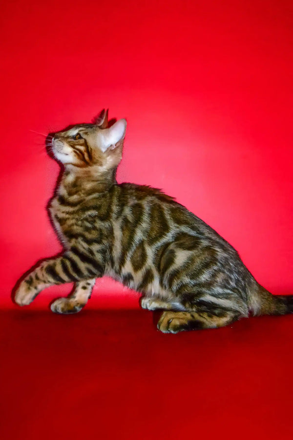 Nani | bengal kitten