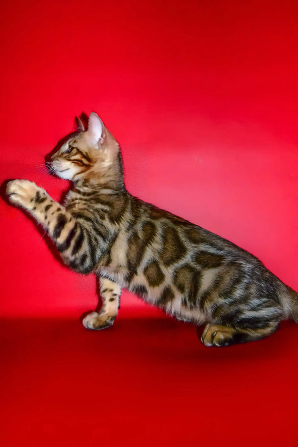 Nani | bengal kitten