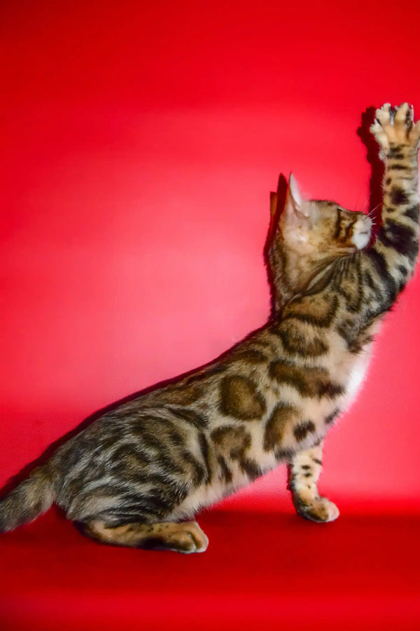 Nani | bengal kitten
