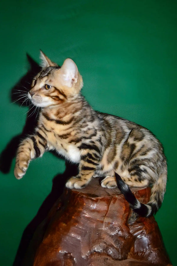 Nani | bengal kitten