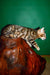 Nani | bengal kitten