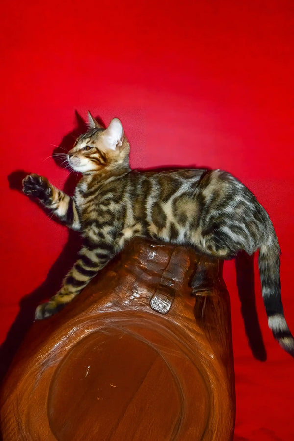 Nani | bengal kitten