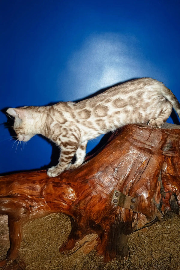 Naomi | bengal kitten