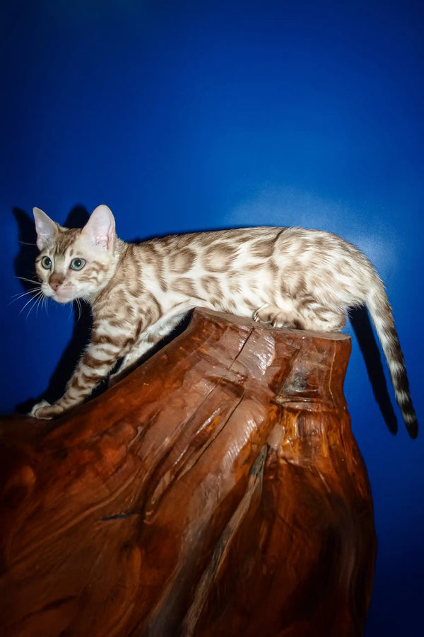Naomi | bengal kitten