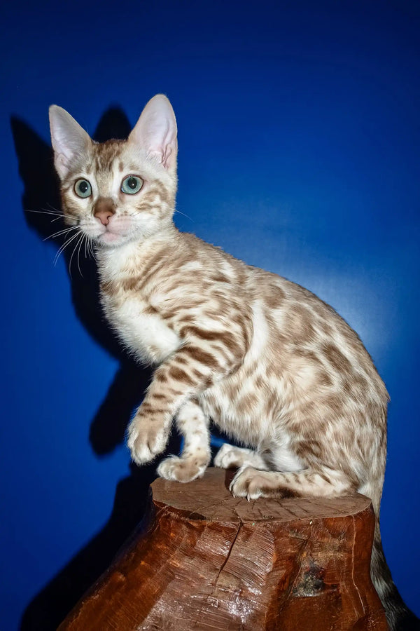 Naomi | bengal kitten