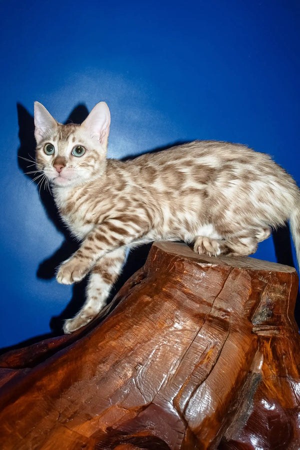 Naomi | bengal kitten
