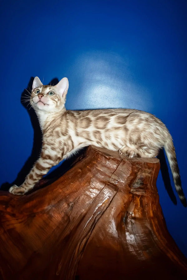 Naomi | bengal kitten