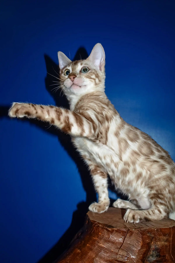 Naomi | bengal kitten