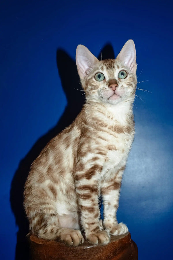 Naomi | bengal kitten