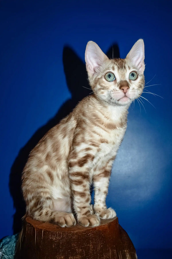 Naomi | bengal kitten