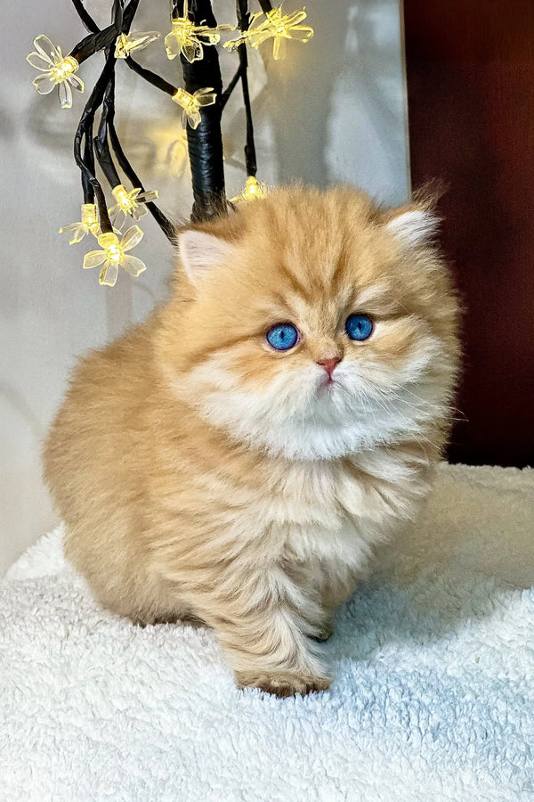 Fluffy golden British Longhair kitten named Naomi with stunning blue eyes