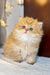 Fluffy golden British Longhair kitten named Naomi with bright blue eyes