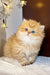 Fluffy golden British Longhair kitten named Naomi with striking blue eyes