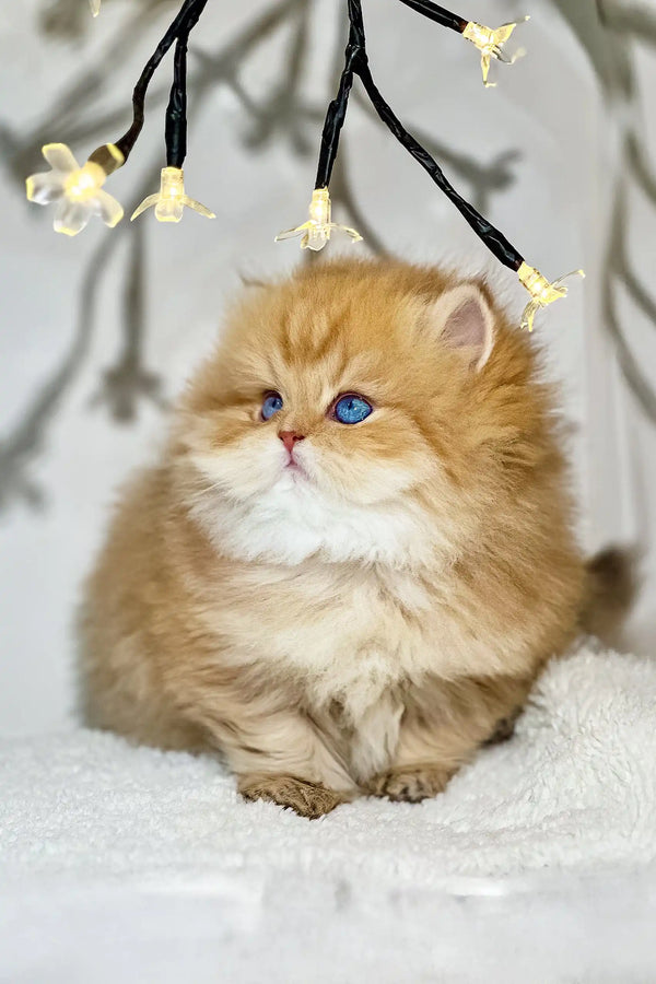 Fluffy golden British Longhair kitten named Naomi with stunning blue eyes