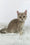 Naomi | British Shorthair Kitten