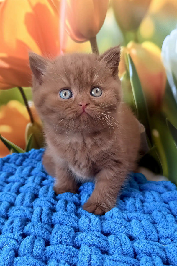 Cute brown British Shorthair kitten named Naomi with stunning blue eyes