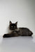 Long-haired black Maine Coon kitten lying down with an alert expression