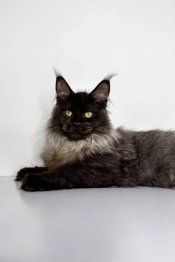 Long-haired Maine Coon kitten with green eyes lounging cutely