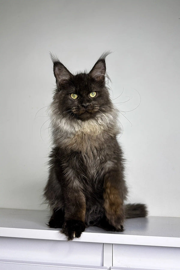 Fluffy Maine Coon kitten Naomi with dark fur and bright green eyes