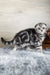 Naomi | scottish fold kitten