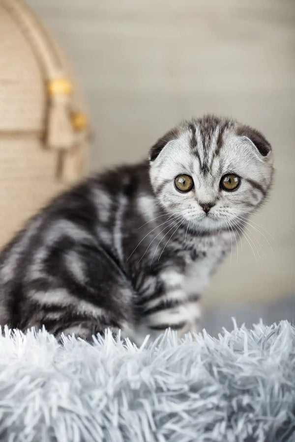 Naomi | scottish fold kitten