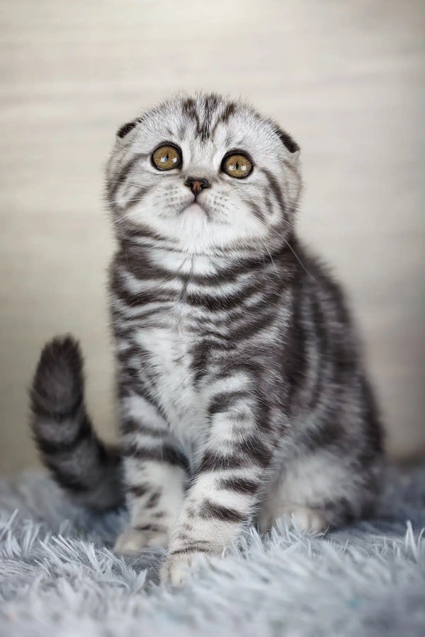 Naomi | scottish fold kitten