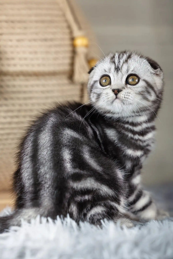 Naomi | scottish fold kitten