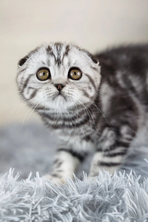 Naomi | scottish fold kitten
