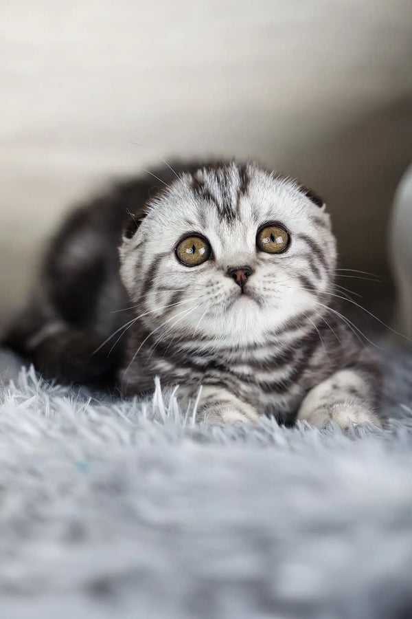 Naomi | scottish fold kitten